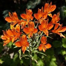 Alstroemeria ligtu simsii thumb200