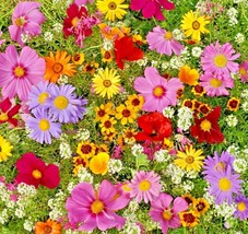 1 Oz Tall Native Wildflower Mix Flower Seeds - $27.85