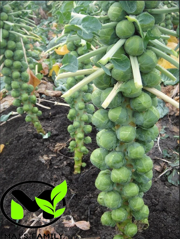 Long Island, Brussels Fast Growing Sprouts Seeds Non Gmo Heirloom - $2.43