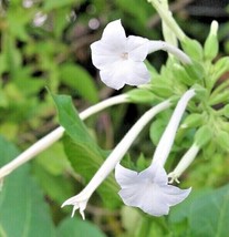 seeds nicotiana sylvestris * flowering woodland tobacco - £8.59 GBP