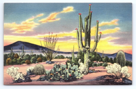 Postcard Sunset on the Desert Varieties of Cactus Cholla Bisnaga Ocatillo Etc... - £2.81 GBP