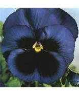 35 Viola Navy Blue Swiss Giant Ullswater Shade Loving Perennial Flower S... - $22.44 CAD