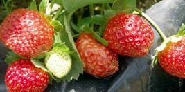 Seascape Everbearing Strawberry 10 Bare Root Plants - BEST FLAVOR - £15.76 GBP