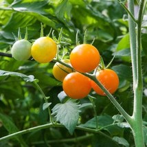 Usa Seller Sun Sugar Tomato Seeds Fast Shipping - £7.72 GBP