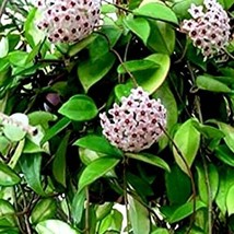 Green Hoya Carnosa Live Plant Wax Flowers Porcelain Flower 5 Inch In 4 I... - $35.97