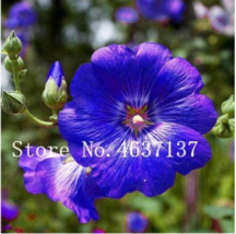 New !100  pcs Double Hollyhock Flower Bonsai, Mixed Perennial Home Garden Decora - £5.98 GBP