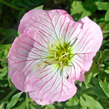 Fresh USA Seller Evening Primrose Seeds Fresh Organic Oenothera Speciosa Seeds,  - £6.16 GBP