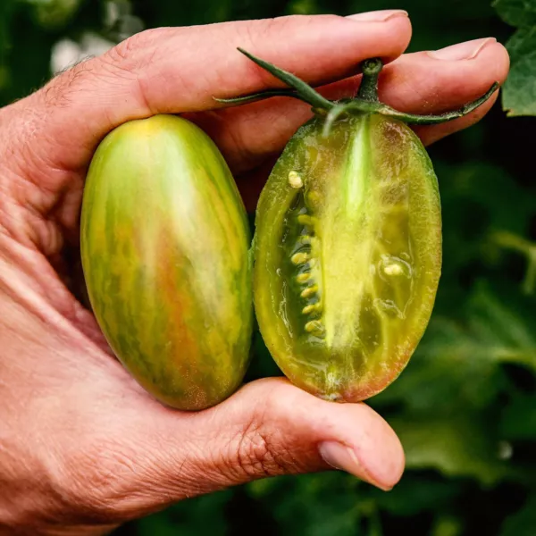 50 Seeds Lucky Tiger Tomato Tomatoe Vegetable Edible Food Fresh Garden - £7.64 GBP