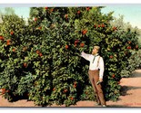Orange Trees in California CA UNP Unused DB Postcard W3 - £2.33 GBP