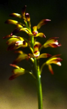 5 Adam & Eve Orchid Premium Wildflowers Bulbs Bare Root Stock Rare! - £44.75 GBP