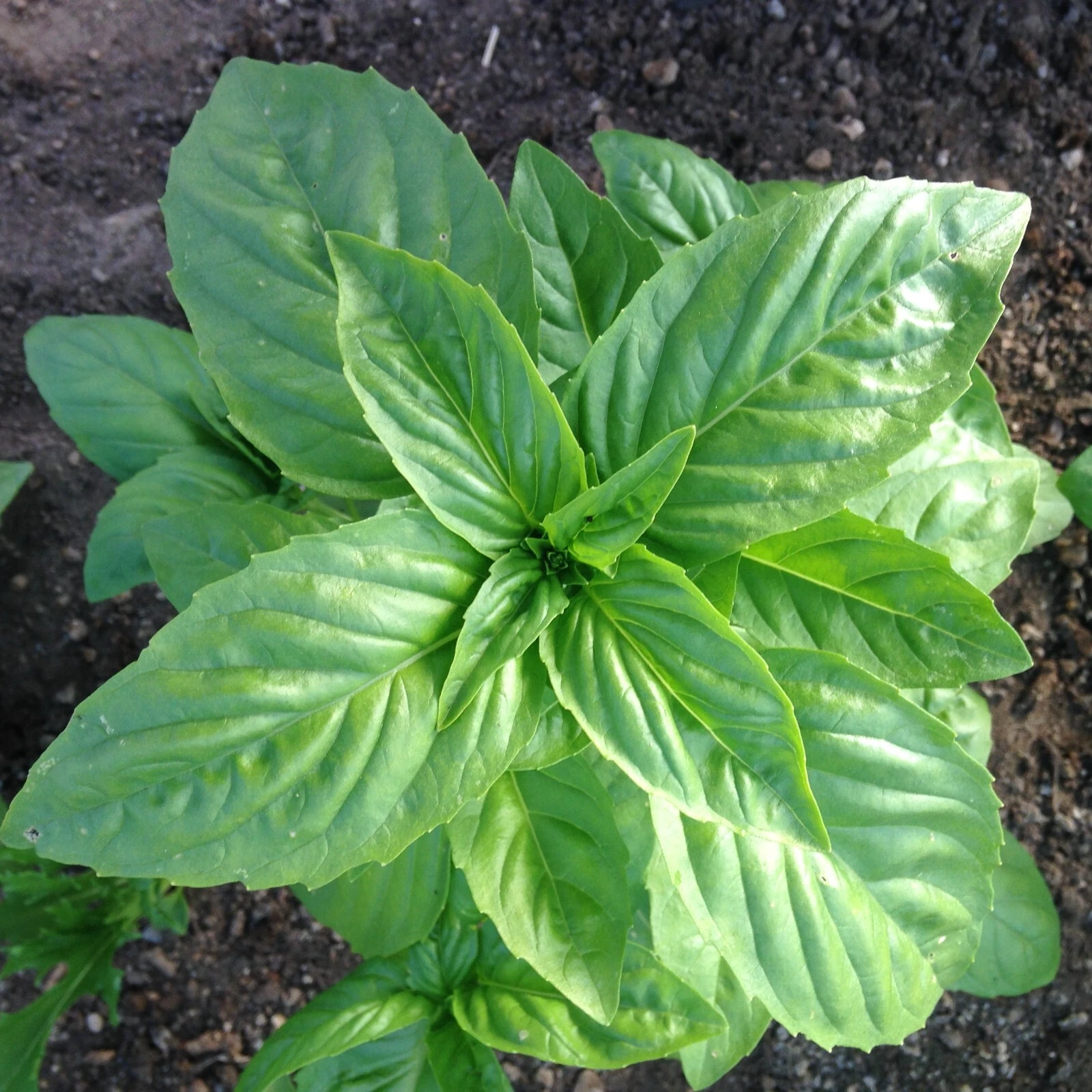 Genovese Pesto Basil Seeds | NON-GMO, Heirloom | Fresh Garden Seeds - $8.32