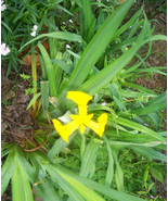Yellow Flag Iris &quot;Iris Pseudacorus&quot; -15 Bulbs - £20.40 GBP
