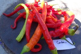Corbaci Pepper - each long, twisting pepper is a work of art! - $5.25