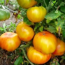 Exotic &#39;Golden Pineapple&#39; Tomato Seeds, 5 Count - Luscious Heirloom Tomatoes, Gr - £5.62 GBP