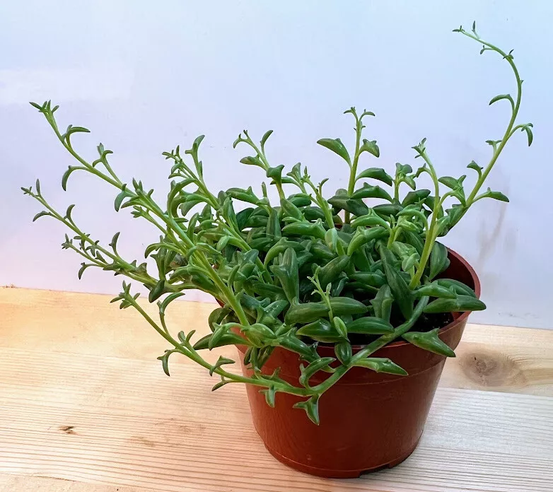 String of Dolphins Succulent Live Plant in 4 inch Pot w/ soil Senecio Pe... - $33.00