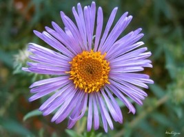 Aster New England 200 Seeds Heirloom Flower Nativegetable Wildflower Fresh - £10.35 GBP