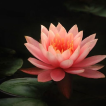 &#39;Helena Rubinstein&#39; Red Lotus Flower Water Lily Flower Aquatic Plants - 1 Seeds - $5.63