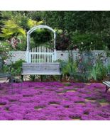 VC 300 Seeds Creeping Thyme Seeds  Heirloom / Non-Gmo Herb Fast Shipping US - $8.99