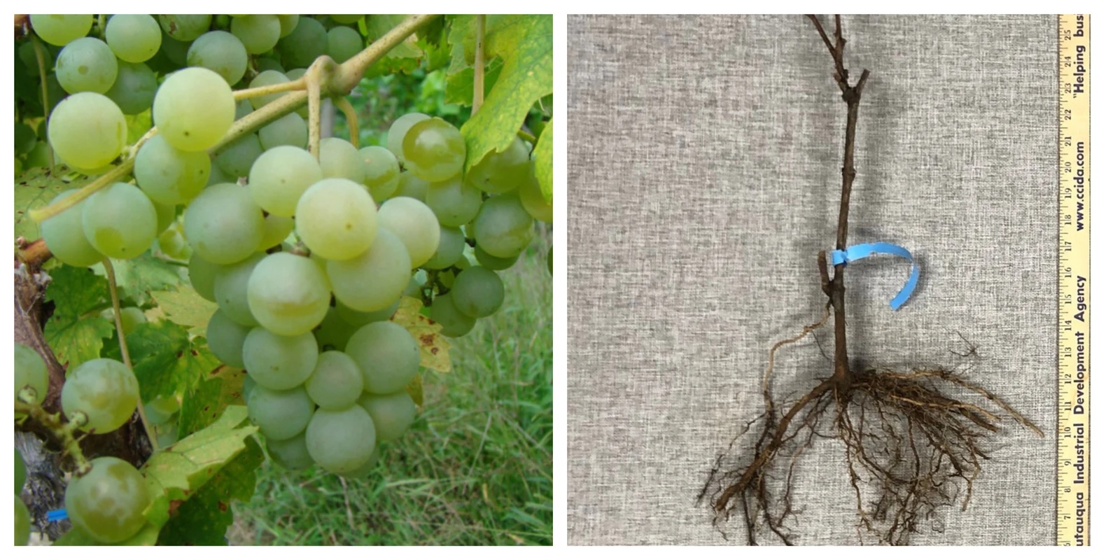 New! 1 Golden Muscat Grape Vine - Bare Root Live Plants