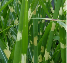 Zebra Grass 10 Seeds - £7.50 GBP