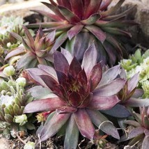 Sempervivum Seed Hens And Chicks Ground Cover Seeds 2000 Seeds Fresh Garden USA  - £16.22 GBP