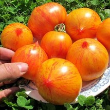Rare Tomato Kozula 184 Seeds (5 Pack) - Heirloom, Vibrant & Flavorful - Perfect  - £5.53 GBP