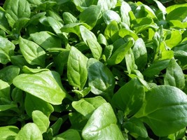 New Zealand Spinach Seeds Bulk NON-GMO Heirloom Variety Sizes  - $13.66