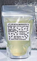 BUY 2 GET 1 FREE Live Moina macrocopa Freshwater Indoor Culture Live Fis... - £8.78 GBP+