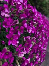 VP Rock Cress 150 Seeds Aubrieta Cascading Purple Flowers - Perennial Ground Cov - £5.09 GBP