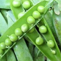 100 Lincoln Shelling Peas Seeds Organic 1800 S American Homesteader Spri... - $7.50