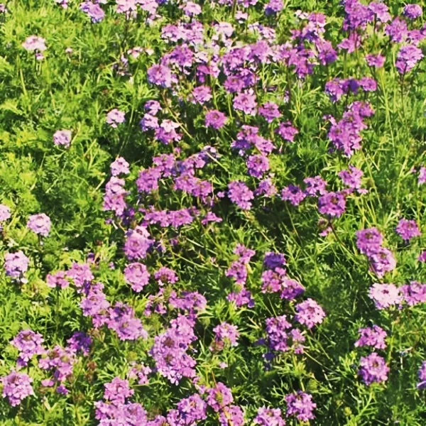 1000+ Verbena Purple Moss Seeds Ground Cover Perennial Dwarf Non-Gmo Garden - £4.70 GBP