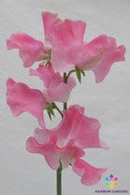 50 Mrs Bernard Jones Sweet Pea Seeds Garden Free Ship - £10.40 GBP