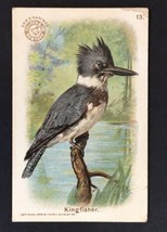 Antique Kingfisher Bird Card ARM &amp; HAMMER Soda Church &amp; Company #13 c.1908 - £15.79 GBP