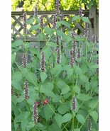 Fresh 6000 Agastache Seeds - Korean Mint Non-Gmo Seeds - $10.42