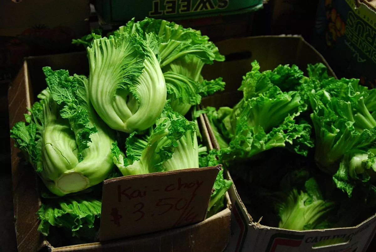 1000  Brassica juncea Seeds of Oriental Mustard Gai Choy - $7.00