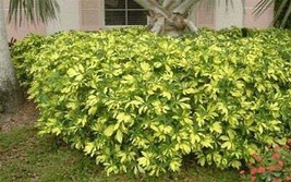 Variegated Umbrella Tree Live Plant~Schefflera arboricola Trinette - £29.61 GBP