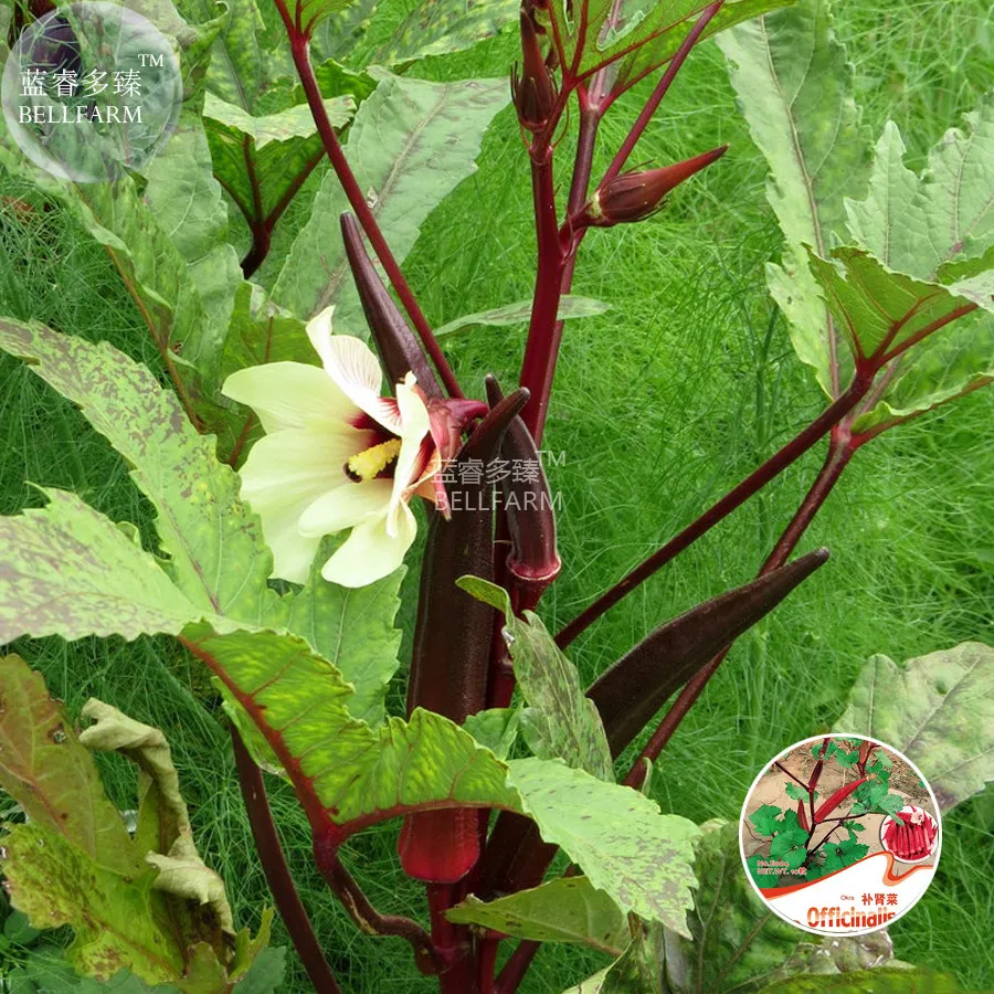 BELLFARM Red Burgundy Okra Herb Seeds,original pack, organic tasty vegetables - £3.10 GBP