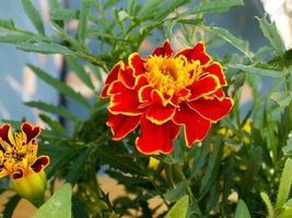 40 Red Brocade Tagetes Marigold Seeds Flower Long Lasting Annual - £14.07 GBP