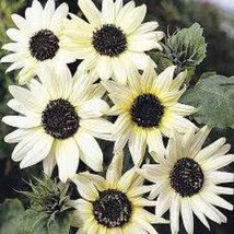 US Seller Italian White Sunflower Seeds Fresh Seeds - £16.48 GBP