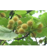New Haldinia Cordifolia Syn Adina Cordifolia Heart Leaf Adina Shrub Seeds Fresh  - $13.97