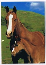 Postcard Horses By Ron Kimball 5&quot; x 7&quot; - £5.17 GBP