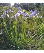 KB Iris Missouriensis Rocky Mountain Iris Wild Blue Iris 40 Seeds Herb G... - $394.76 MXN
