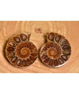 CUTE FOSSIL!!! Madagascar Ammonite pairs Display Peice (30-35mm) - $20.98 CAD