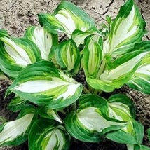 Hot Selling Gimax 150Pcs/Pack Hosta  - (Color: Green) - £3.11 GBP