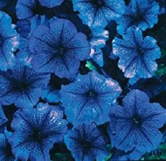 Bin#1R7D2 Petunia Seeds Petunia Celebrity Blue Ice Seeds 50 Pelleted Seeds Fresh - £22.77 GBP