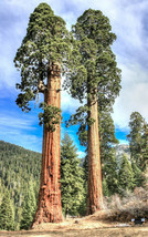 Sequoiadendron giganteum, Giant sequoia redwood forest TREE wood seed -10 seeds - £7.11 GBP