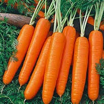 Carrot, Scarlet Nantes, Heirloom, Organic 25 Seeds, Tasty Carrot for Snacks - £1.55 GBP
