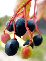 Nannyberry Tree Shrub {Viburnum lentago) Edible | Medicinal | 20 seeds - $8.56