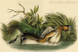 Pied Billed Dobchick by John James Audubon - Art Print - £17.42 GBP+