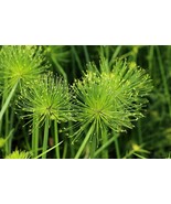20 Cyperus Papyrus Paper Reed Water Plant Egyptian Nile Grass Yellow Hei... - $14.00